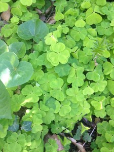 l'oseille des bois, Un autre critère permet d’identification: L’oxalis se replie sur lui-même dès qu’on le touche un peu trop ou qu’on l’expose à une lumière trop vive