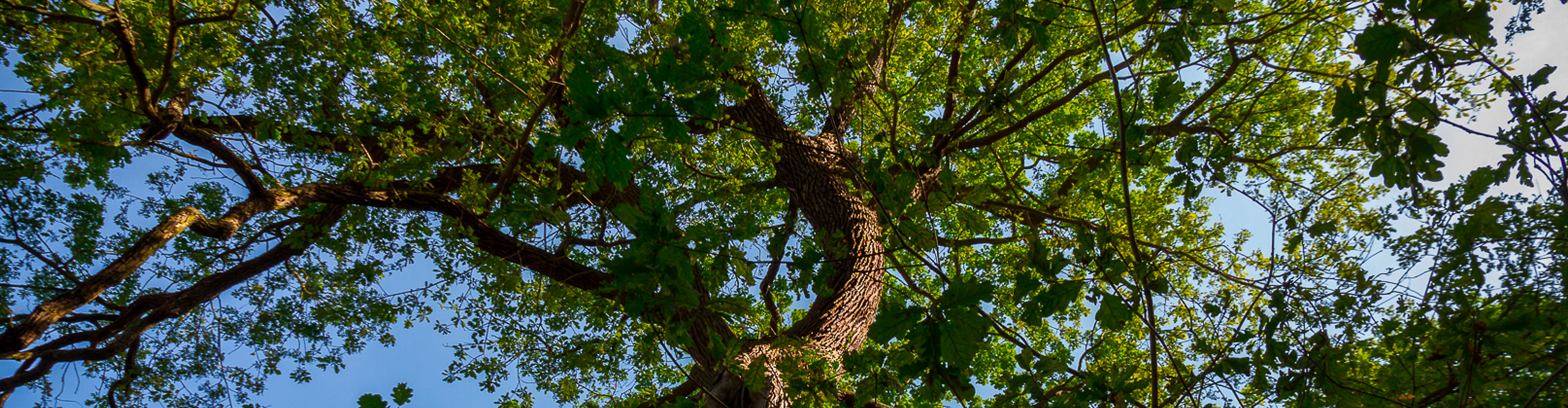 Comme un arbre dans la ville…comme un individu vivant #1