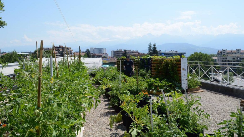 Cultivons nos toits à Grenoble