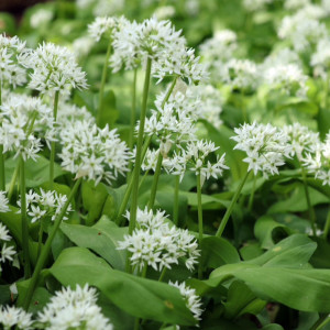 Attention à ne pas cofondre avec le muguet (https://www.centreantipoisons.be/nature/plantes/attention-lors-de-la-cueillette-de-lail-des-ours)