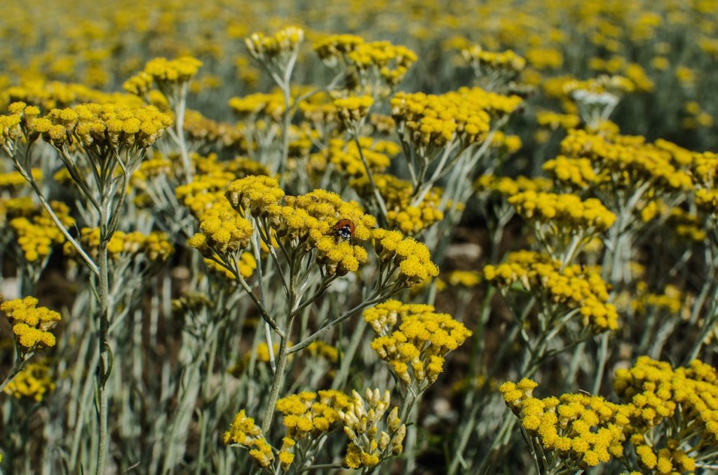 Sommités fleuries de l'Hélichryse Italienne qu'on utilise en aroma et la longévité unique même sur bouquet sec. Elle est d'origine du bassin méditerranéen nord. Au niveau du chémotype, il doit etre indiqué : acétate de néryle, gamma-curcumène, italidiones