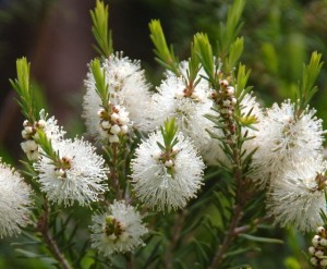 Fleurs d'arbre à thé, il est surtout cultivé en Australie. On utilise les feuilles. Les chémotypes qui doivent être indiqués : terpinèn-4-ol, gamma-terpinène