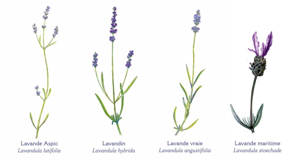 Pour les lavandes, on utilise les sommités fleuries, les lavandes sont surtout d’origine française excepté la lavande aspic qui vient d'Espagne. Les chémotypes pour la lavande aspic sont : linalol, 1,8-cinéole, camphre, pour la lavande vraie ou fine: linalol, acétate de linalyle
