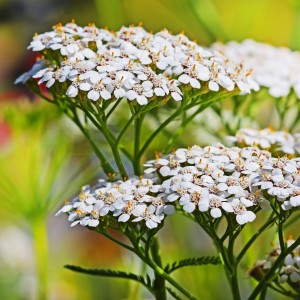 Si vous vous coupez ou que vous saignez du nez, on peut prendre une feuille ou une fleur: l'écraser pour sortir le jus (cataplasme, les molécules actives sont dans le jus), vous l'appliquez sur la plaie et le sang s’arrête de couler immédiatement, c'est assez miraculeux
