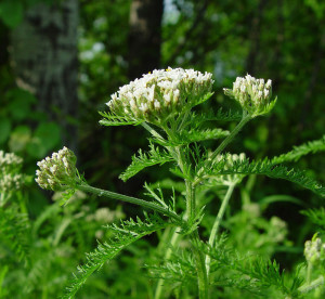 Un feuillage unique très découpé et les tiges ne partent pas de la même base, à la différence des plantes de la famille des Apiacées dont la grande ciguë en faisant et qui est très toxique