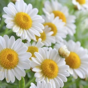 Fleurs de Camomille romaine, à ne pas confondre avec l'allemande. Elles est d'origine française. Il doit être indiqué dans le chémotype : angélate d'isobutyle, angélate d'isomyle
