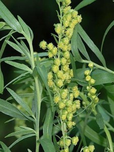 Fleurs de l'estragon, il est surtout originaire de l’Europe central. On utilise toutes les parties aériennes fleuries. Les chémotypes qui doivent être indiqués : méthylchavicol