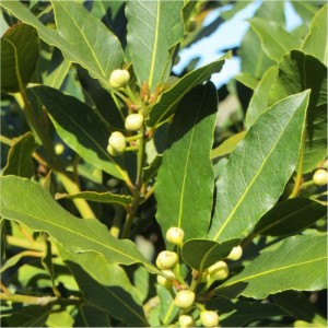 On utilise les feuilles de laurier pour l'aroma. Il est d'origine des Balkans. Le chémotype qui doit être indiqué : 1,8-cinéole