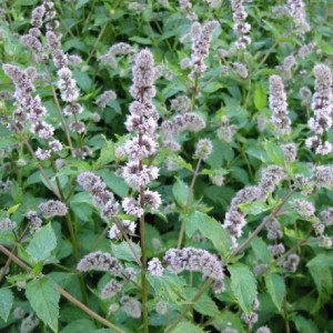 Il y a plusieurs type de menthe, en aroma c'est la menthe poivrée qui est la plus utilisée. On utilise toutes les parties aériennes. Elle d'origine d'Inde et s'acclimate tres bien en France. Les chémotypes qui doivent être indiqués : menthol, menthone