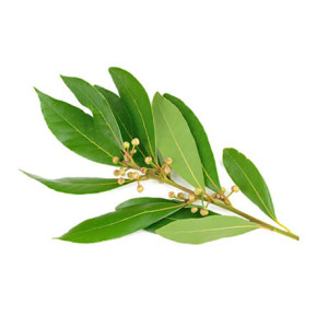 On utilises les feuilles de Ravintsara, elle est originaire de Madagascar. Les chémotypes sont : 1,8-cinéole, sabinène et alpha-terpinéol