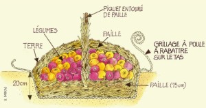 Un autre méthode de mise en silo avec de la paille au jardin. En empilant les légumes, on peut les recouvrir d'une petite couche de terre et mettre que des légumes sains dans le silo. © Centre terre vivante