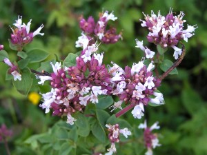 Fleurs de l'Origan, il vient du Maroc. On utilise toutes les parties aériennes. Les chémotypes qui doivent être indiqués : carvacrol, thymol, gamma-terpinène
