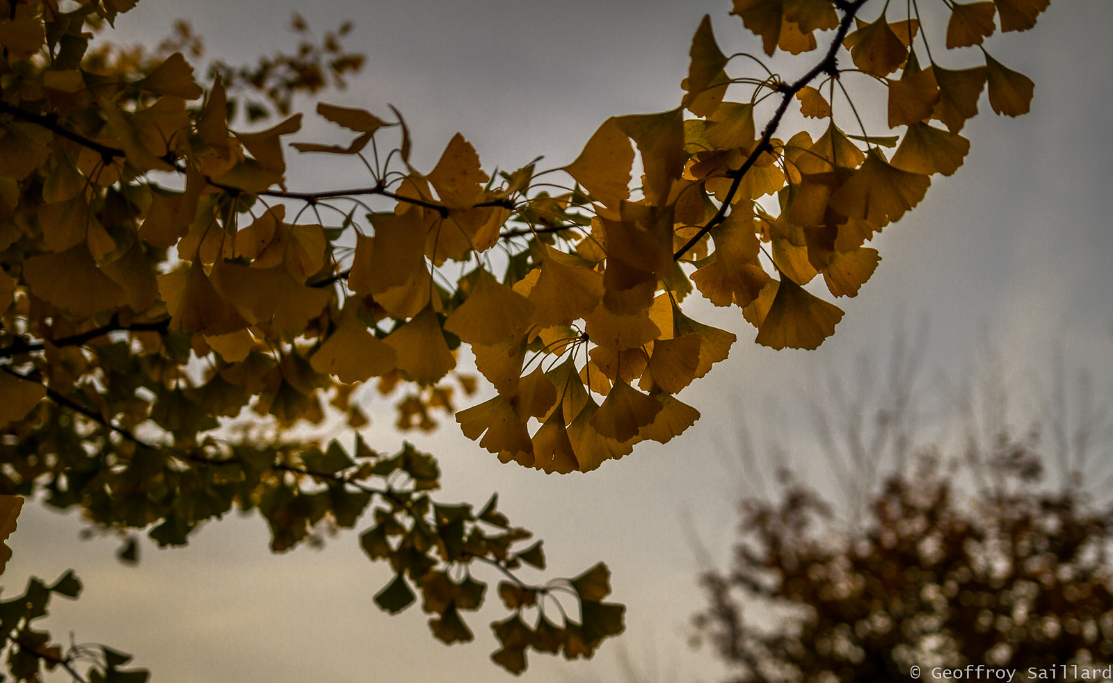 Comme un arbre qui s’adapte…comme un individu résilient #3