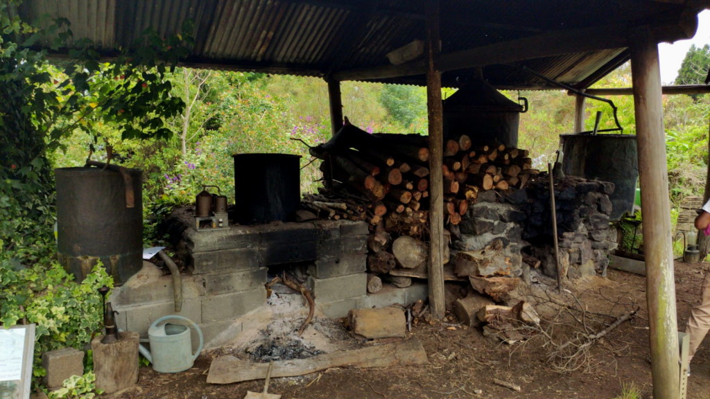 Hydrodistillateur de géranium à l'ile de la réunion. Pour avoir une HE de gérnium par ce processus, il faut compter 5 heures et compter 25 à 50cl d'HE pour 350kg de sommités fleuries de géranium.