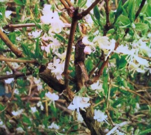 Lonicera fragrantissima