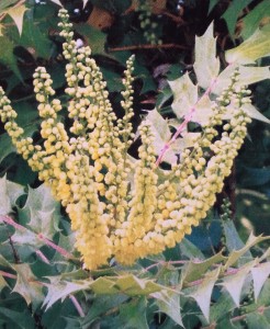 Mahonia japonica