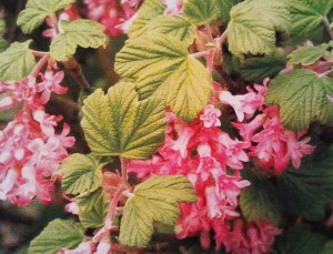 Groseillier à fleurs, Ribes