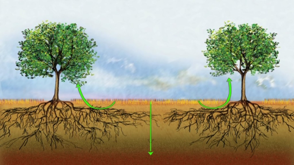 Les boucles vertueuses d'un système agroforestier : régulation du carbone et de l'azote