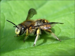 Une abeille sauvage : Anthidie