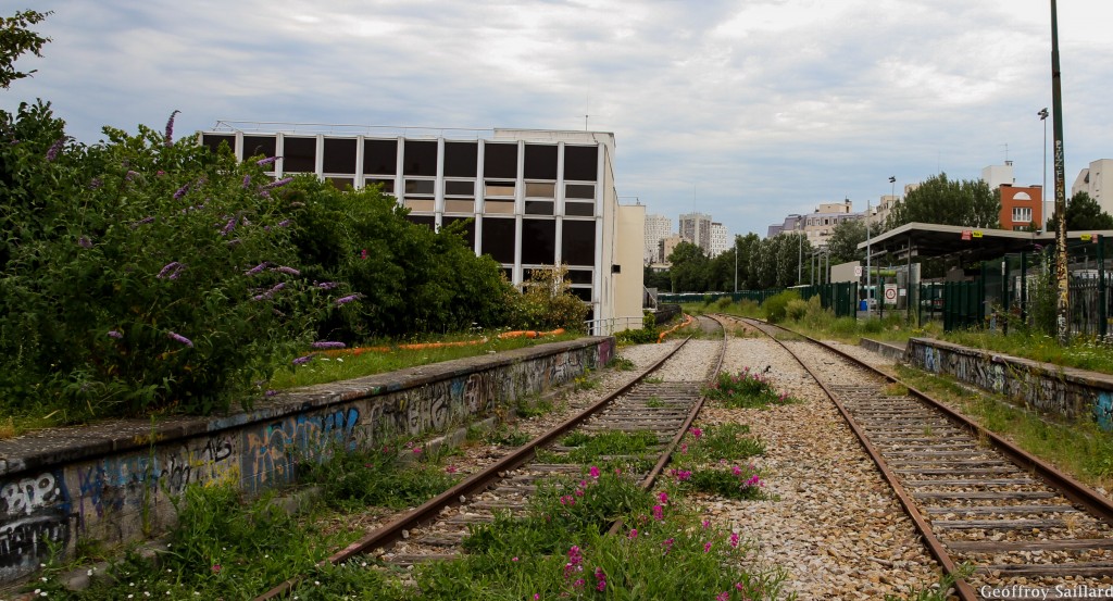 Arbres aux Papillons sur la Petite Ceinture parisienne