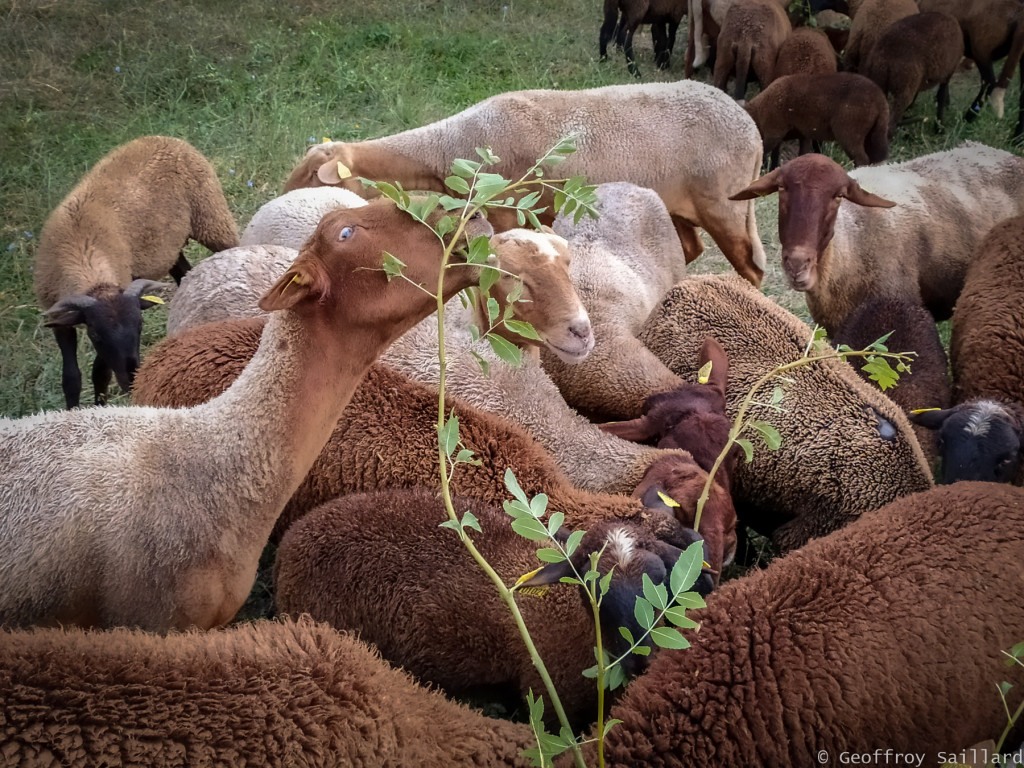 Les brebis se régalent des feuilles de frênes, prévue pour le fourrage.