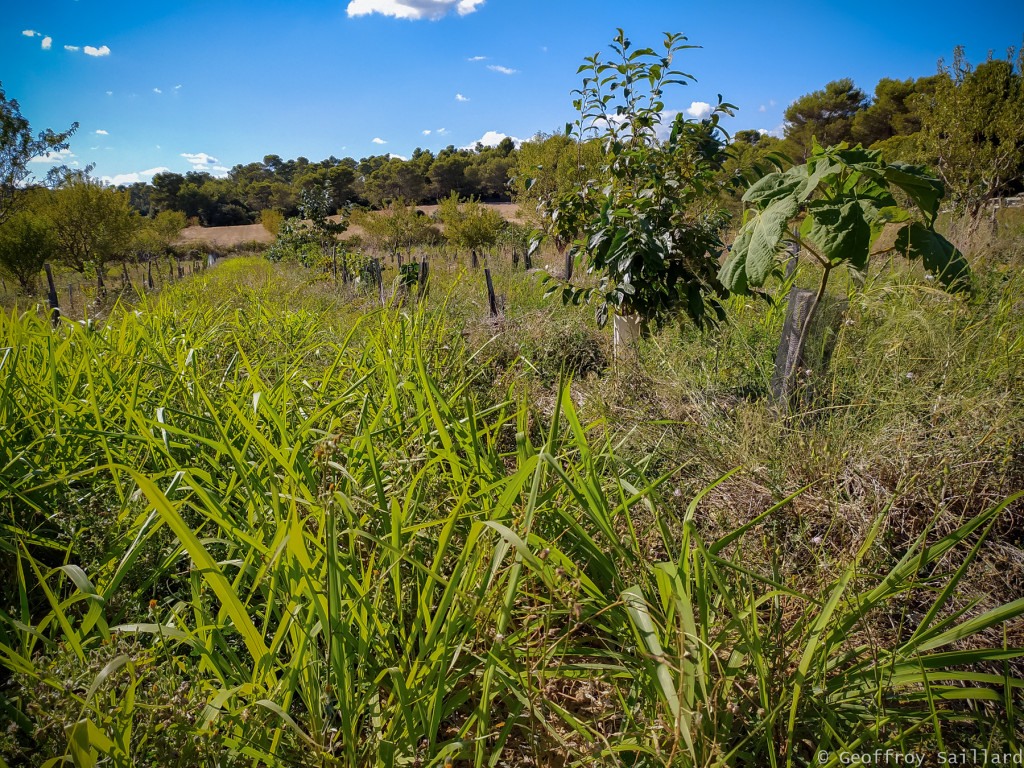 Aperçu de la parcelle, en premier plan : des semis de "mambassa" et en deuxième, un jeune paulownia et juste derrière, un pommier.