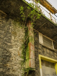 Buddleia sur mur (alimenté surtout par la gouttière : eau et humus divers)