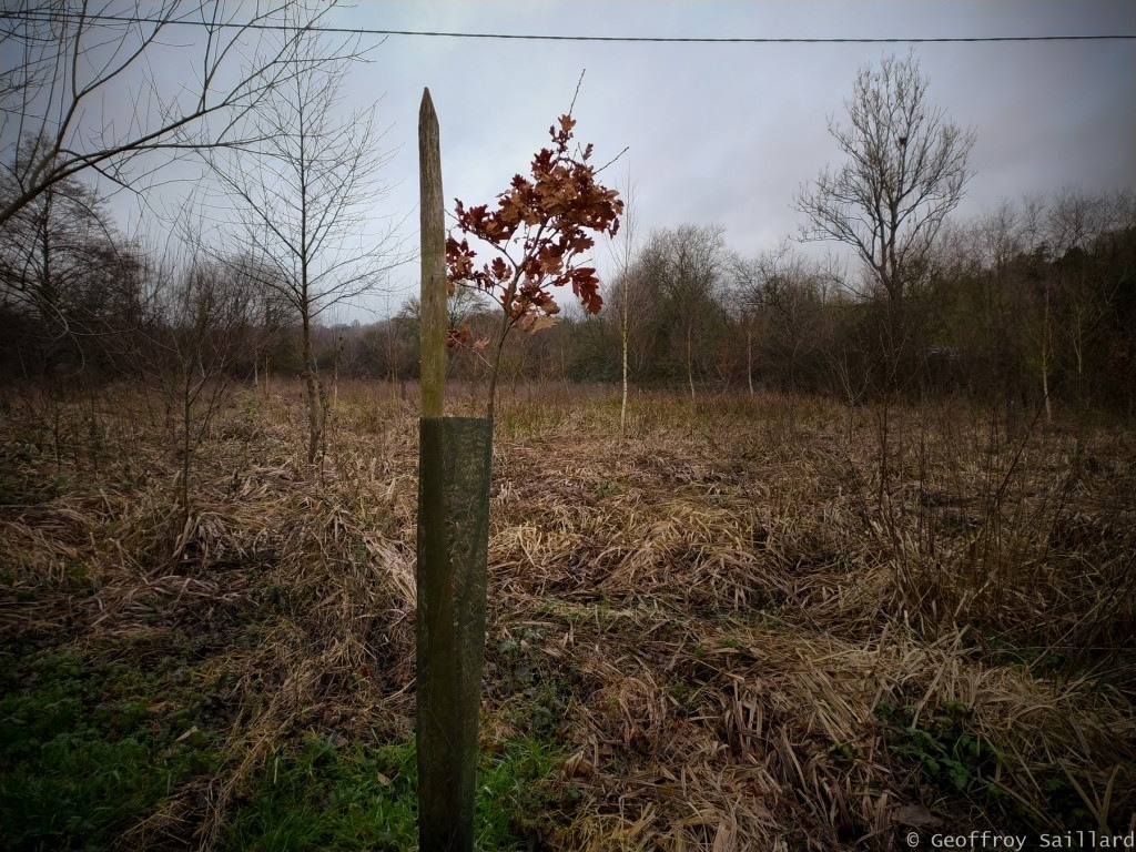 Un jeune plant de chêne âgé de 4ans