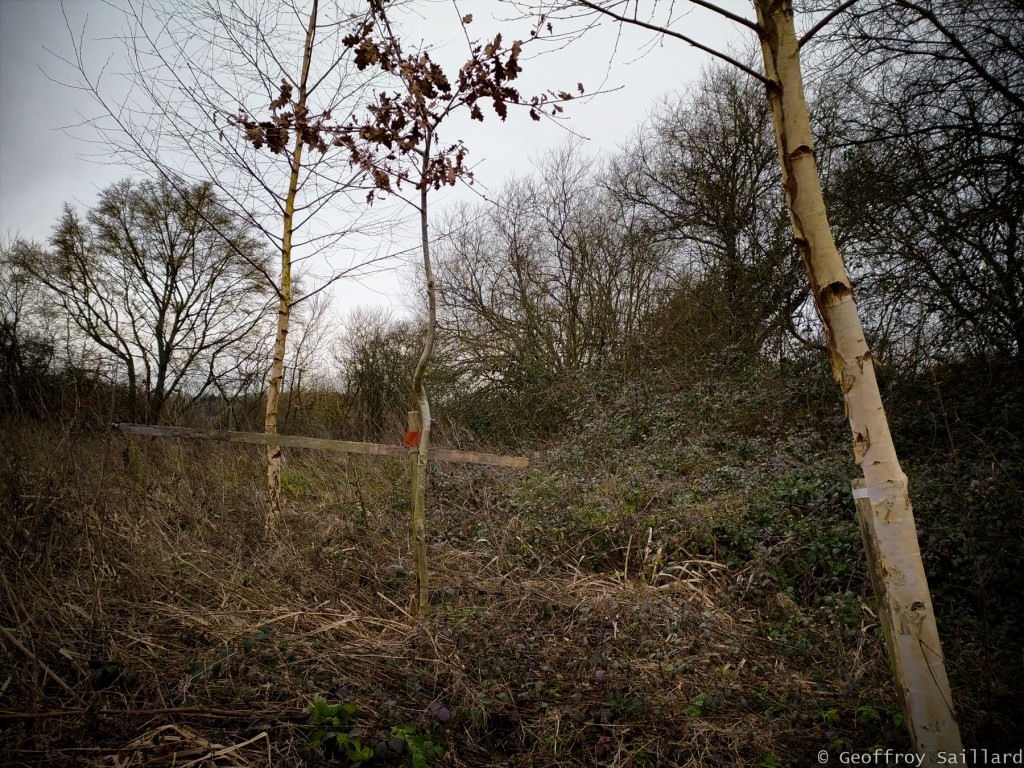 Le bouleau un arbre pionnier, qui croit aisément sur divers sols pauvres, des forêts.