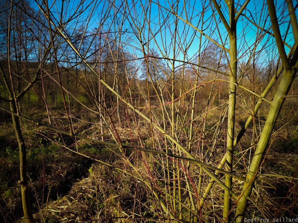 Un saule blanc