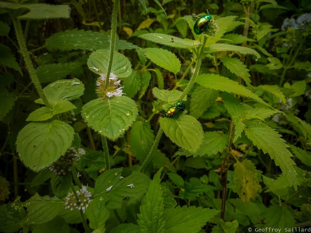 Menthe sauvage et lamier servant de support pour reproduction de cétoine