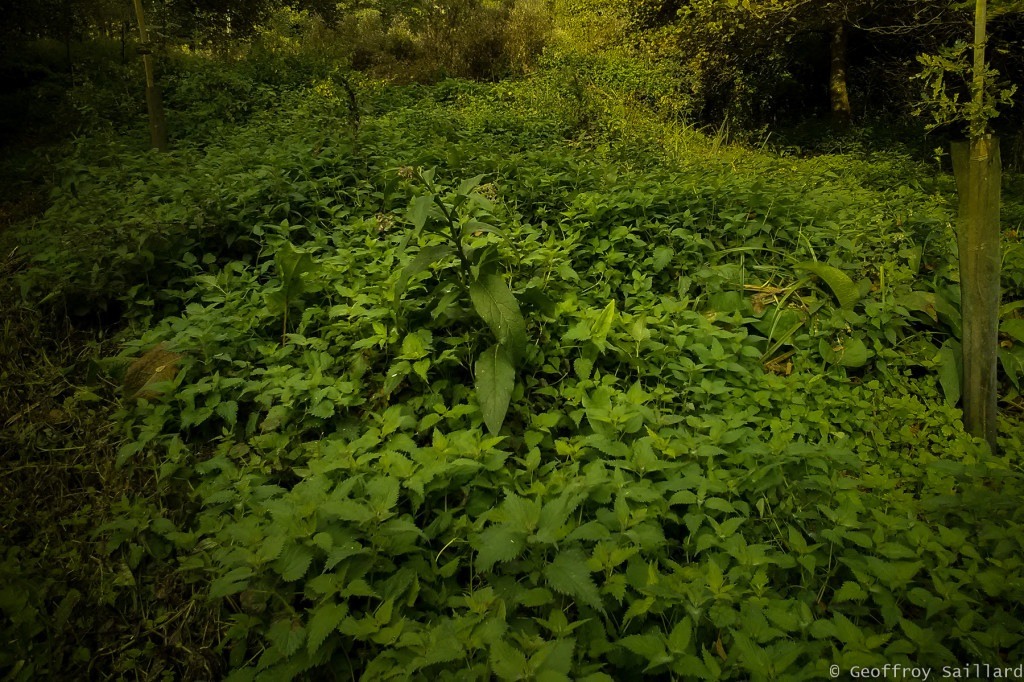 La consoude est encerclé par les orties. Une plus grande présence de Consoude démontre que il y a beaucoup d'eau mais elle ne supportent pas aussi d'y rester trop longtemps, cela est aussi le cas, de la salicaire commune et de l'épilobe hérissé.