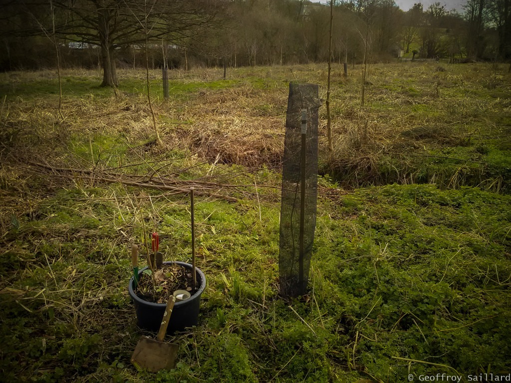 En novembre 2018, j'ai effectué une première "plantation de remplacement" de semis spontanés frênes (1-2ans) aux endroits où certains chênes n’auraient pas survécus ou dans certaines zones nues. Je continue à fréquence régulière, au moins tous les hivers.