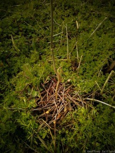 Plantation de complement/remplacement de semis spontanés de frênes (1-2ans) - je paille avec les taille des branches des arbustes alentour, c'est le chop and drop