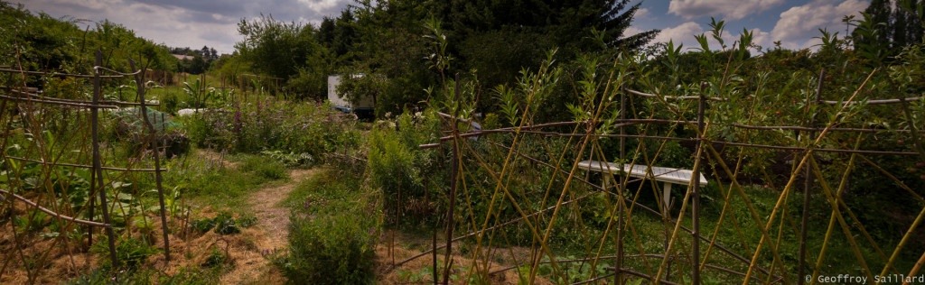 Un exemple de fascinage réalisé pour une foret comestible à Igny (91)