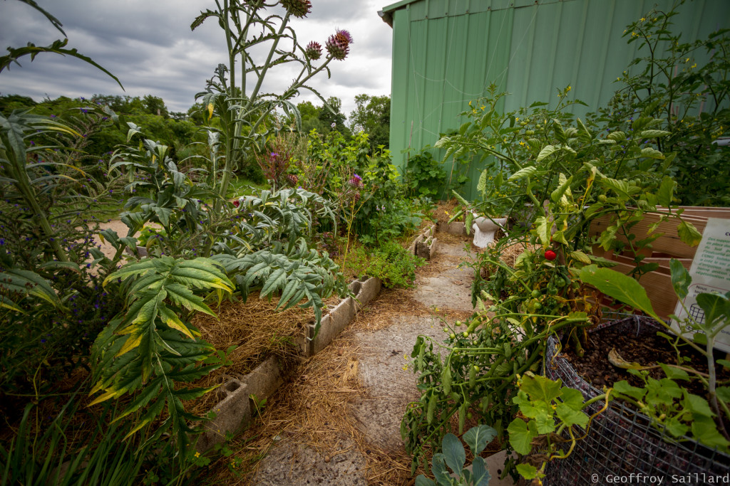 L'espace "agriculture urbaine" à la ferme de Paris, avec un impressionnant artichaut au premier plan.