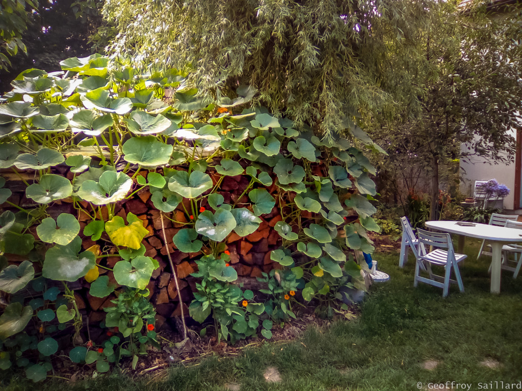 Un voisin inspiré avec sa stère de bois, pour faire monter des cultures de courges, de haricots et de capucines.