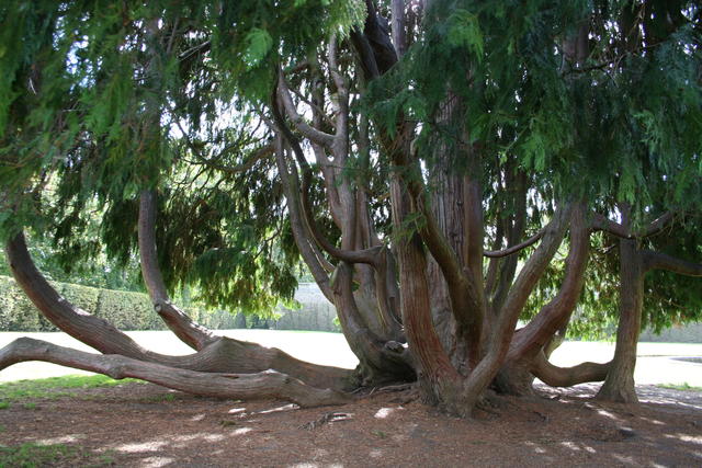 Ils sont naturels pour certaines espèces et pour certains vieux arbres, comme ici avec ce Cyprès localisé au jardin de l'observatoire de Meudon