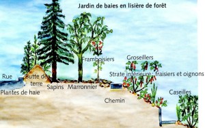 Aménagement d'un jardin forestier pour des baies. Pour 2 personnes sur l'année, il compte 4 baies de mai, 4 grosseillers, 2 cassissiers, 2 casseilles, 3 kiwi, 10 framboisiers, 2 ronces, 2 baies de gojis et 30 fraisiers ©Kurt-Foster