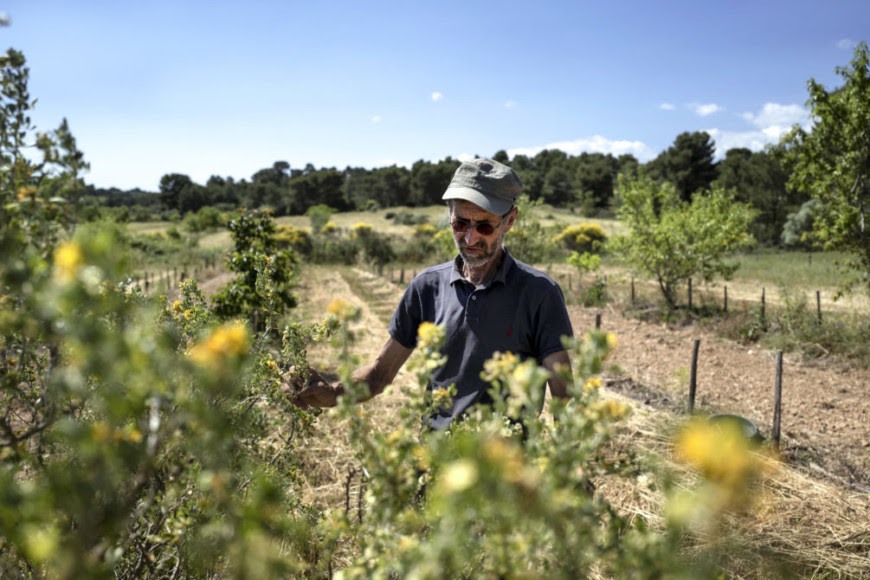 François de Soos contrôle la croissance de jeunes arbres, dans la dernière parcelle qu’il a plantée fait de plaqueminier-amende ©photo d'Idriss Bigou-Gilles pour Le Pèlerin.