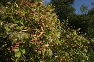 Le fusain d’Europe (Euonymus europaeus) , qui est très mellifère et dont baies sont appréciées des oiseaux