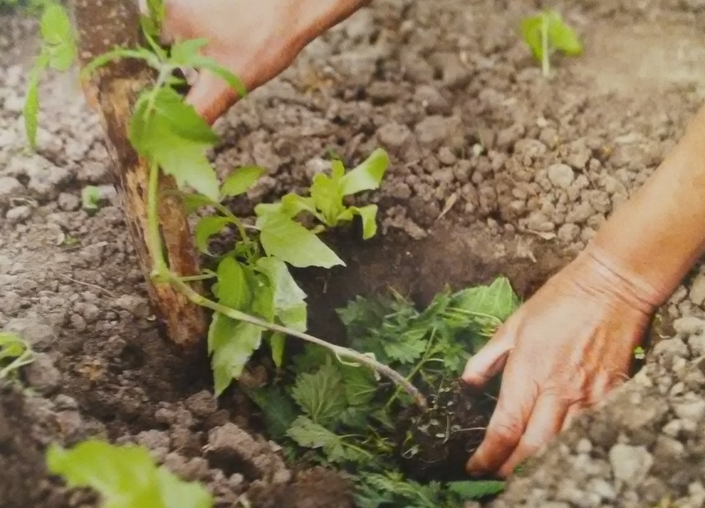 A la mi-mai, les jeunes plants de tomates se plantent toujours en profondeur et en buttant, on peut mettre des feuilles d'orties ou de consoudes au font du trou.