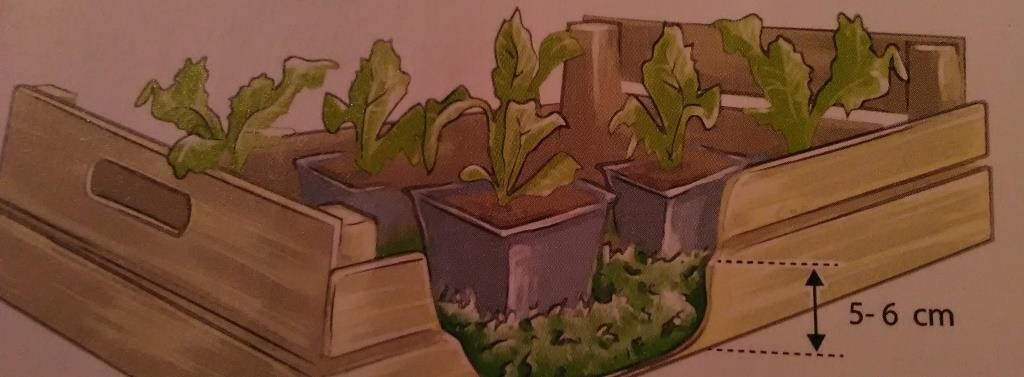 Illustration jardin-centre terre vivante