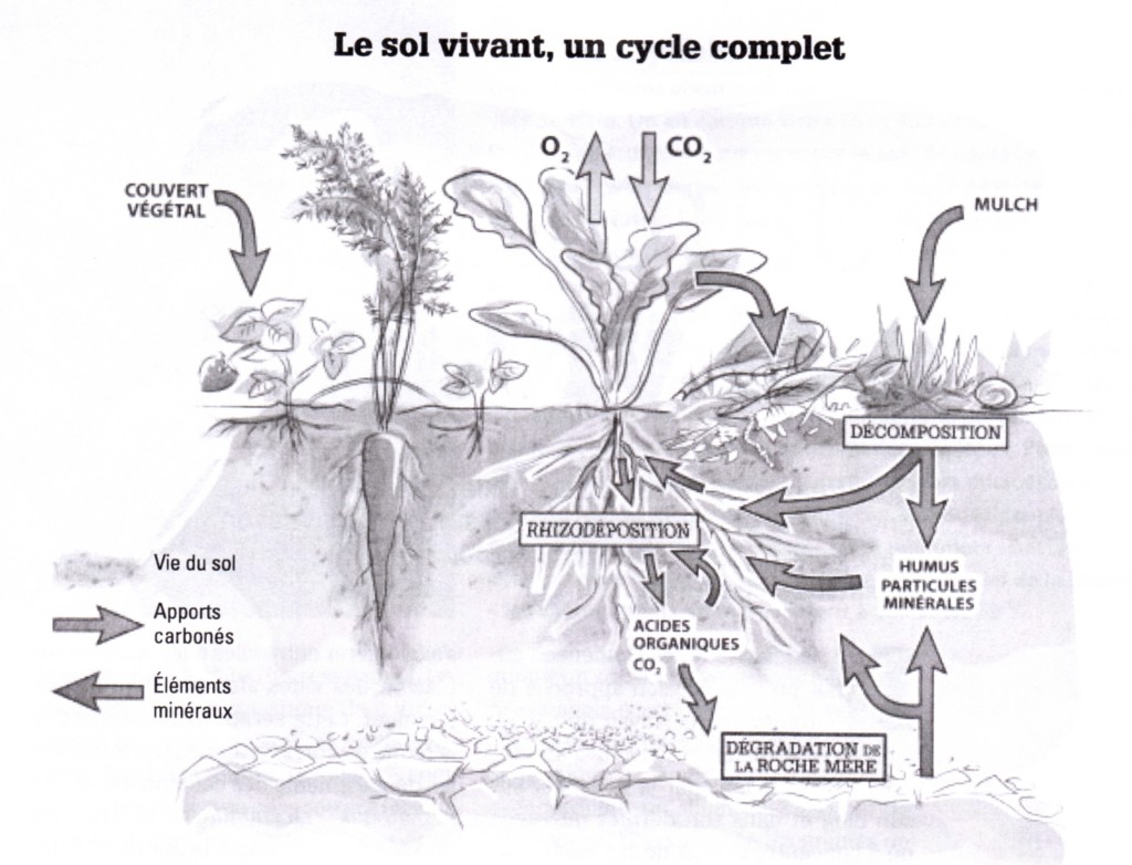 Le sol vivant: le cycle complet