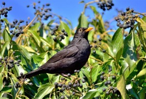 Un merle comme beaucoup d'autres oiseaux, apprécient d'avoir des fruits du lierre, en automne et hiver