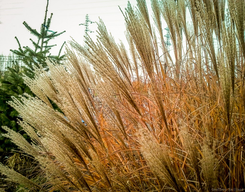 Miscanthus sinensis Gracillimus