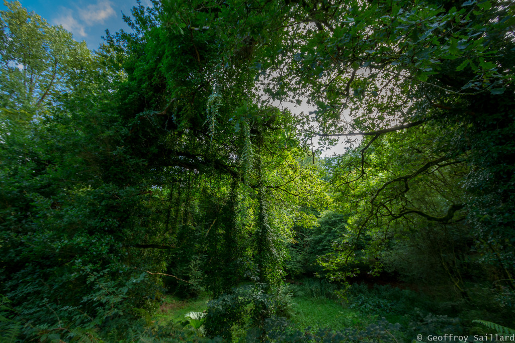 Nature-multi-étagé_Bretagne-été-2017