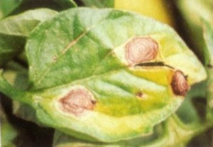 Anthracnose sur tomate