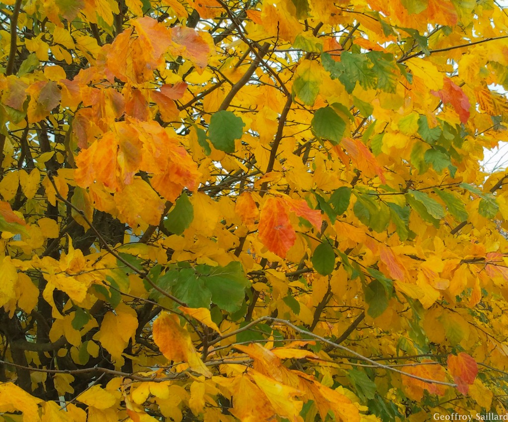 Parrotia-persica