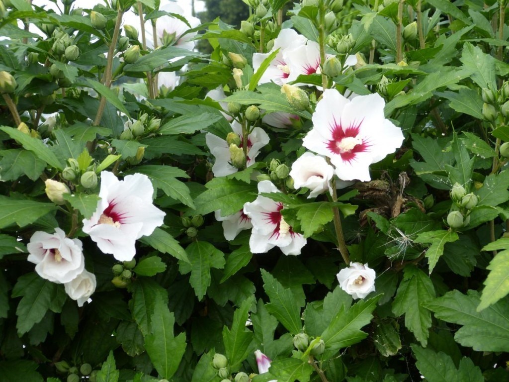 althea-hibiscus-008